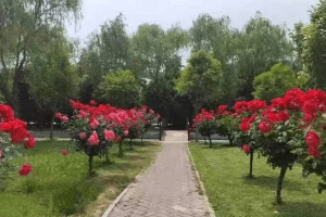 奉正塬公墓景观图
