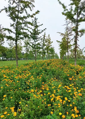 西安市长安区寿阳山墓园首页封面图