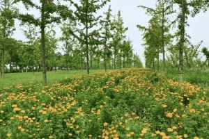 西安市长安区寿阳山墓园园区环境图