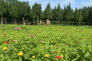 奉正塬公墓景观图